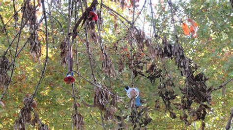 Fotografía de un árbol decorado con cientos de chupetes colgados por niños como parte de un ritual de crecimiento.