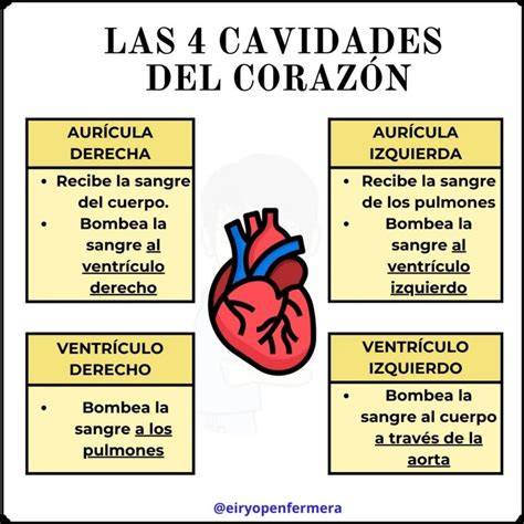 Imagen ecográfica detallada de las cuatro cavidades del corazón fetal