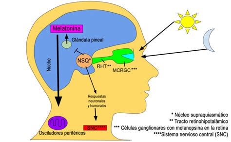 Esquema de la producción de melatonina y su relación con la luz y la oscuridad