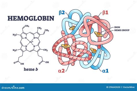 Esquema de la estructura de la hemoglobina con cuatro cadenas de globina y grupos hemo