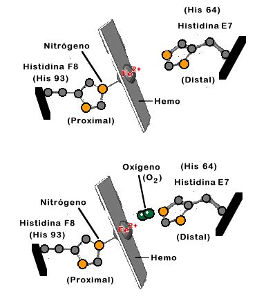 Diagrama de las interacciones del grupo hemo con la histidina proximal y distal