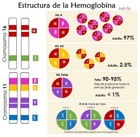 Gráfico de la proporción de hemoglobinas embrionaria, fetal y adulta a lo largo de la gestación y los primeros meses de vida