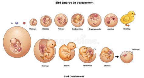 Esquema anatómico que compara la posición del embrión de Baby Yingliang con la de un ave moderna antes de nacer.