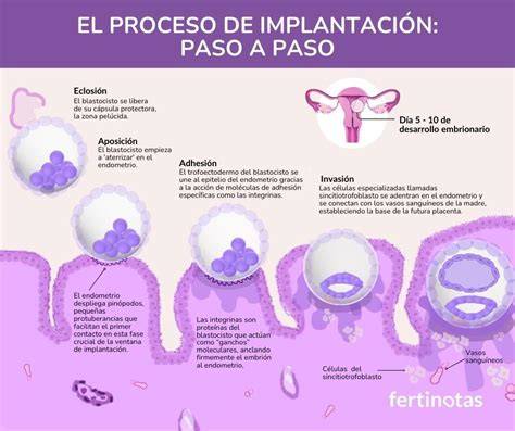 Esquema explicativo del proceso de transferencia diferida: desde la vitrificación hasta la preparación endometrial y la transferencia final.