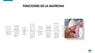 Tabla comparativa: Funciones de la matrona frente al ginecólogo en el proceso del parto.