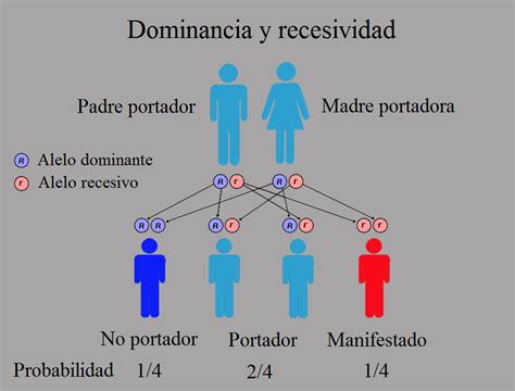 Esquema explicativo sobre la herencia de rasgos recesivos y dominantes en la genética humana.