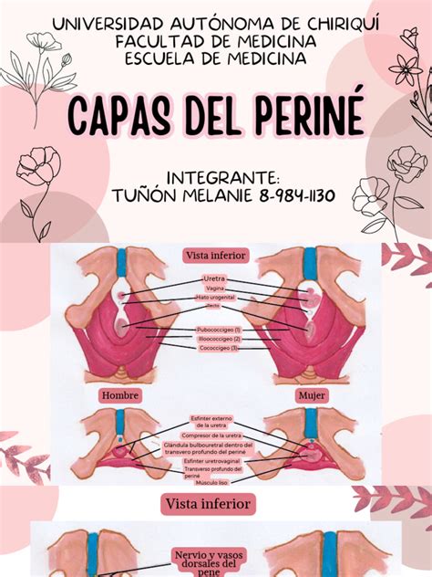 Diagrama anatómico del periné y la vulva, señalando las áreas donde se pueden realizar incisiones de episiotomía.
