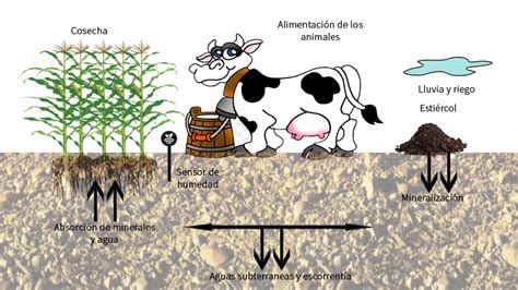 Infografía comparativa de la composición de nutrientes del purín de cerdo frente a fertilizantes minerales.