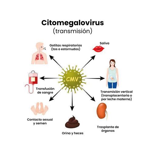 Infografía sobre prevención del citomegalovirus durante el embarazo