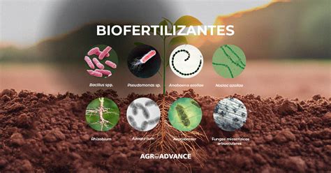 Infografía sobre los beneficios de los biofertilizantes líquidos de algas para el crecimiento de las plantas.
