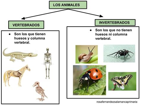 Esquema comparativo entre animal vertebrado y animal invertebrado