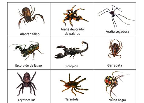 Ilustración de diferentes tipos de artrópodos (insectos, arácnidos, crustáceos)