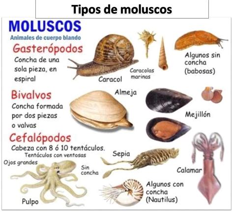 Ilustración de diferentes tipos de moluscos (caracol, pulpo, almeja)