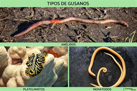 Esquema de diferentes tipos de gusanos (plano, segmentado, redondo)
