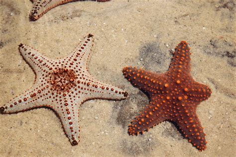 Foto de una estrella de mar y un erizo de mar