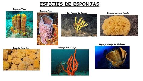 Foto de diferentes tipos de esponjas marinas