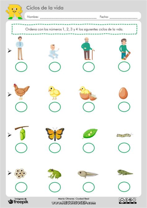Esquema de los ciclos de vida según la numerología para los nacidos el 25 de septiembre