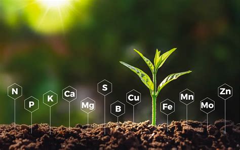 Infografía mostrando la composición de un suelo fértil y los nutrientes que aporta a las plantas.