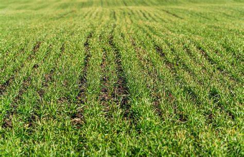Campo de trigo con crecimiento irregular
