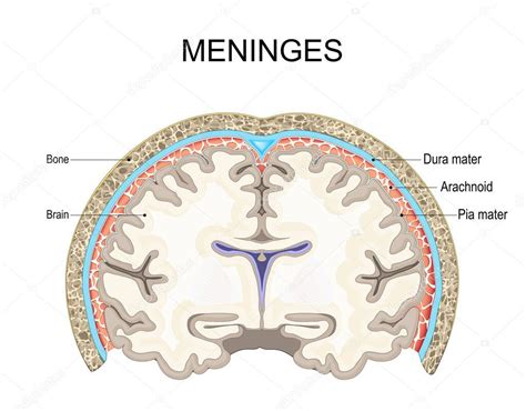 Diagrama de la duramadre envolviendo el cerebro y la médula espinal