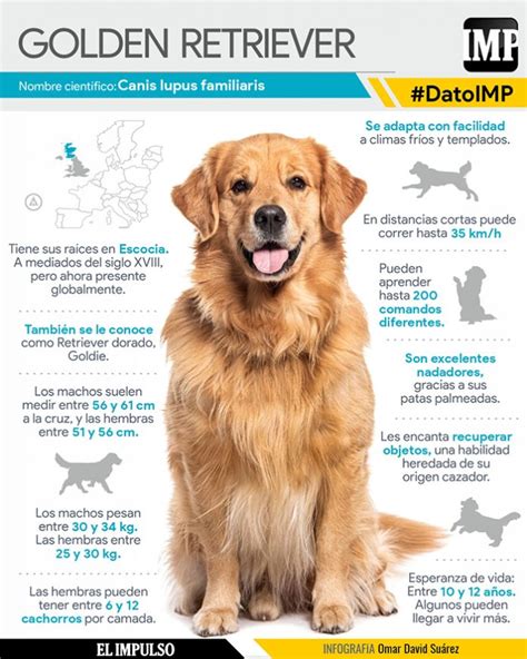 Esquema histórico de la evolución de la raza Golden Retriever desde sus ancestros en Escocia hasta el estándar actual.