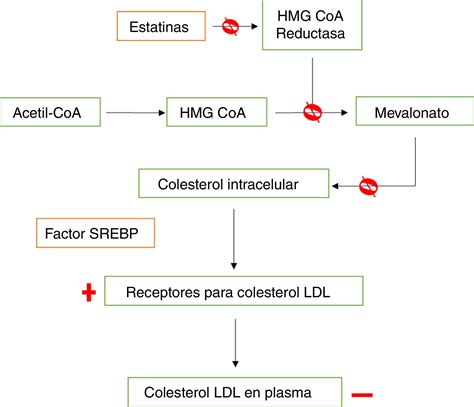 Esquema del efecto de la atorvastatina en la reducción del colesterol arterial
