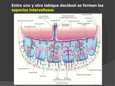 Esquema de las vellosidades coriónicas mostrando los capilares fetales y el espacio intervelloso con sangre materna.