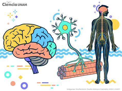 Esquema sobre la plasticidad cerebral y la formación de sinapsis durante la infancia