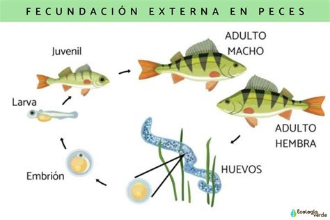 Diagrama ilustrativo del proceso de partenogénesis en peces