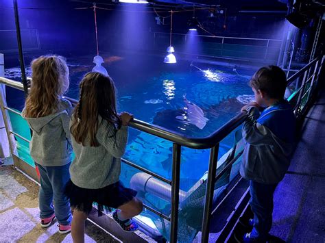 Interior del Acuario de Gijón mostrando el túnel de los tiburones