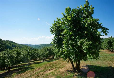 Ilustración de un árbol de avellano con frutos