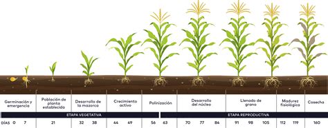 Esquema de un programa de fertilización fraccionada para avellano