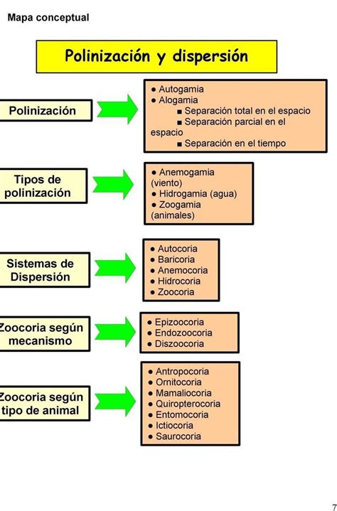 Mapa conceptual de la polinización cruzada en avellano