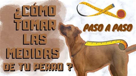 Diagrama de cómo medir la cintura de un perro para pañal