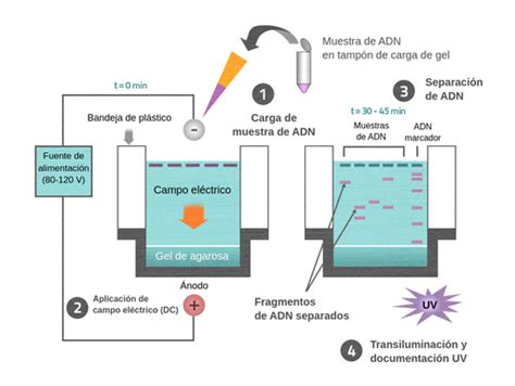 Diagrama que ilustra el proceso de electroforesis y la separación de fragmentos de ADN por tamaño.
