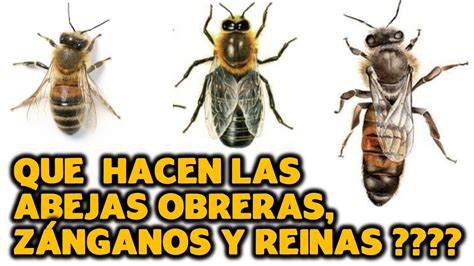 Infografía ilustrando los roles de la abeja reina, obrera y zángano en una colmena