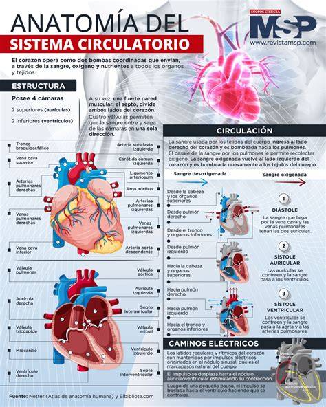 Esquema de la anatomía del sistema arterial esplénico y localización de aneurismas comunes
