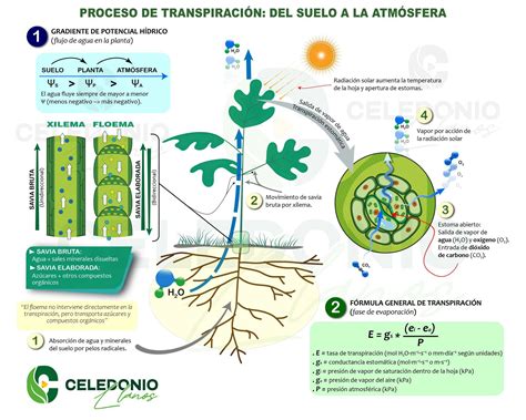 Infografía comparativa mostrando los factores clave: absorción, transpiración, suavidad y ajuste ergonómico.