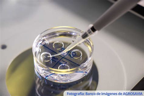 Embriones en cultivo en laboratorio