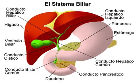 Esquema anatómico que muestra la ubicación de la vesícula biliar bajo el hígado y su conexión con el sistema biliar.