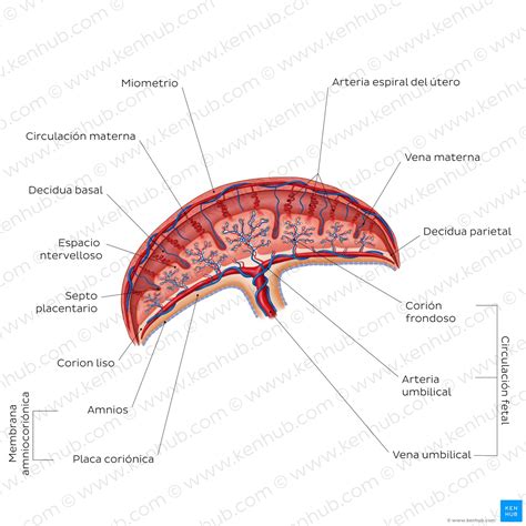 Ilustración detallada de la placenta y su función durante el embarazo.