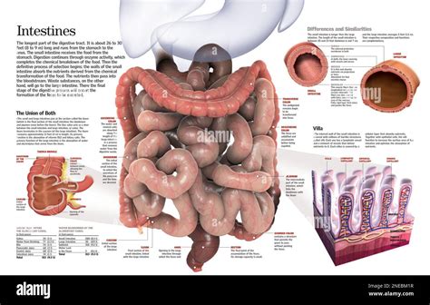 Infografía que muestra el intestino de un bebé y la acción de las bacterias beneficiosas.