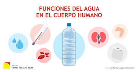 Esquema de la importancia del agua en el cuerpo humano y sus funciones vitales