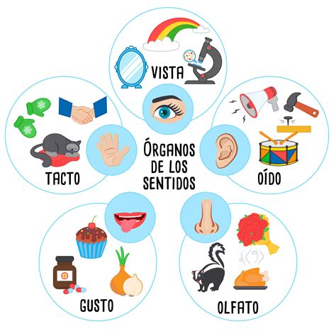 Esquema sobre los cinco sentidos fundamentales para educar según Capdevila: sentido común, sentido del humor, sentido del deber, sentido del ridículo y sentido moral.