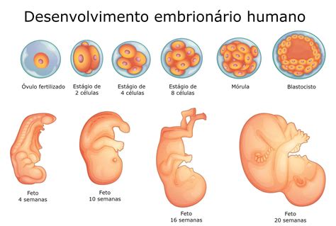 Diagrama del desarrollo embrionario de la mandíbula en vertebrados, mostrando la barra de cartílago y la posterior formación de huesos.
