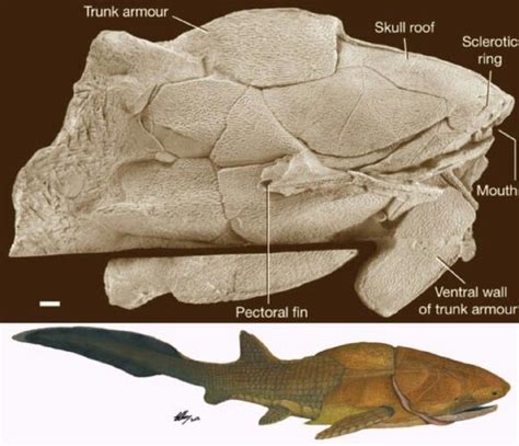 Reconstrucción del fósil de Entelognathus primordialis, mostrando la maxila y premaxila.