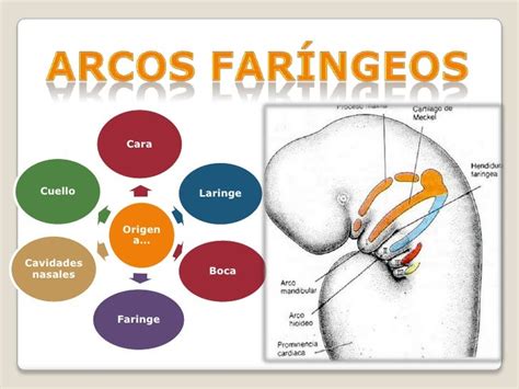 Diagrama comparativo de la evolución de los arcos faríngeos y la formación de la mandíbula en diferentes grupos de vertebrados.