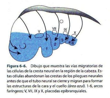 Esquema de la migración de células de la cresta neural desde los rombómeros a los arcos faríngeos, indicando los genes Hox implicados.