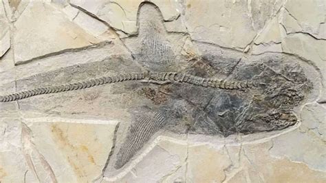 Reconstrucción tridimensional del cráneo del tiburón fósil Ozarcus mapesae, destacando la disposición de los arcos branquiales.