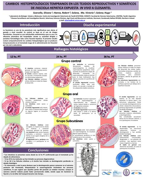 Infografía sobre los cambios histopatológicos en la placenta: edema vellositario y respuesta leucocitaria